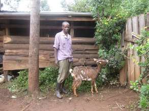 Dairy goat rearing intervention
