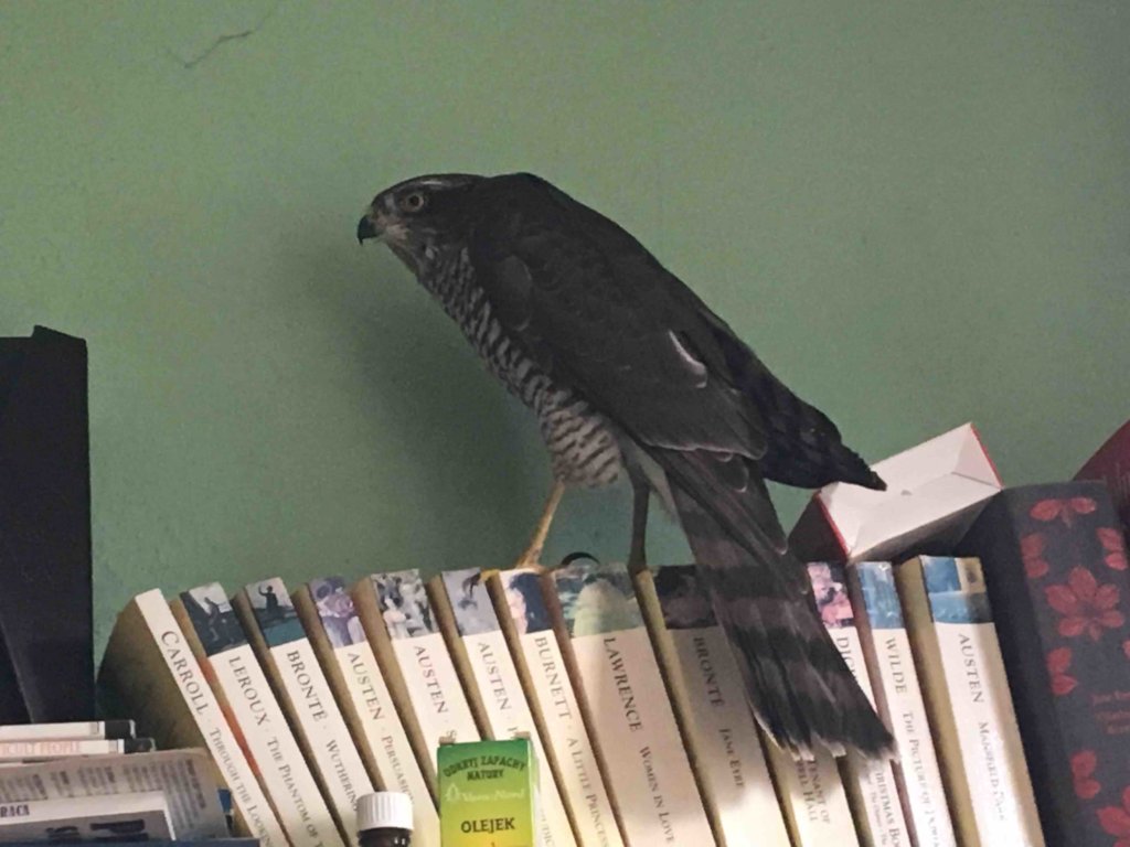 Wild bird rescue centers in Bosnia and Herzegovina