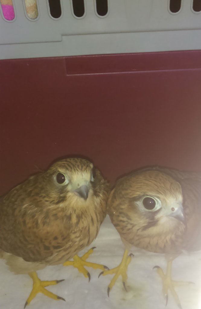 Wild bird rescue centers in Bosnia and Herzegovina