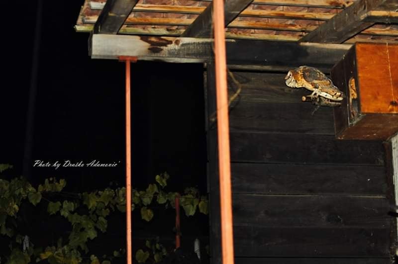Wild bird rescue centers in Bosnia and Herzegovina