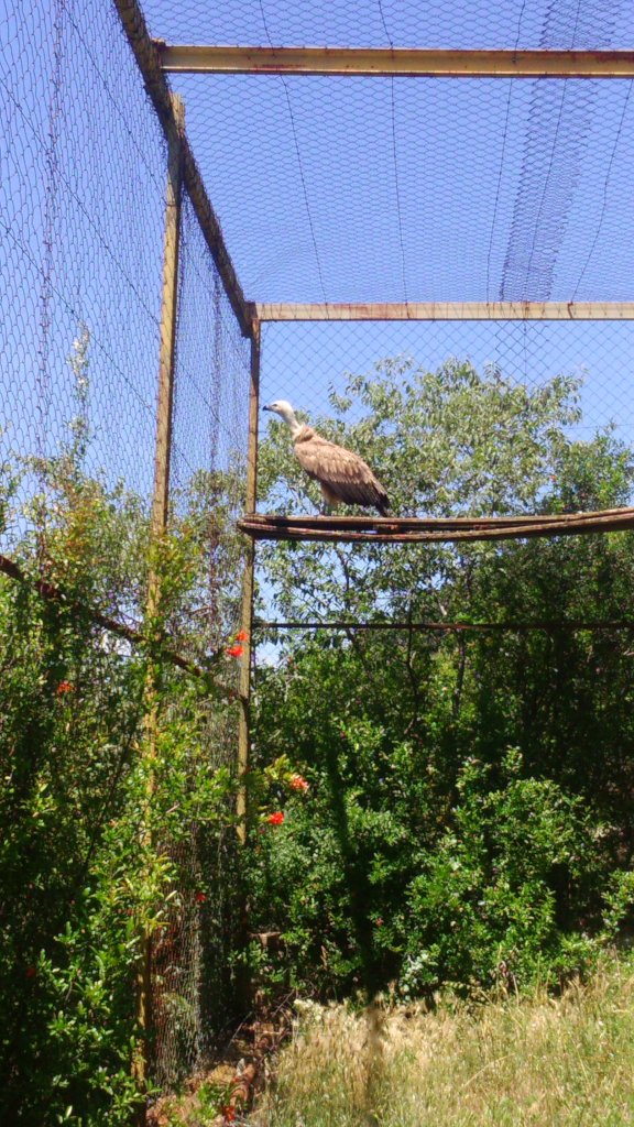 Wild bird rescue centers in Bosnia and Herzegovina