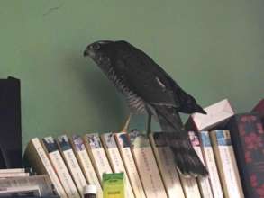 Sparrowhawk recovering in the office