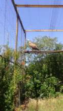 Griffon Vulture Luka, sadly did not make it to the