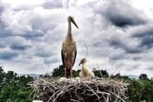 Storks on nesting platform