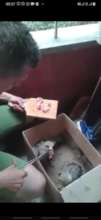 Feeding of the orphan owl