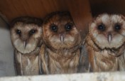 Wild bird rescue centers in Bosnia and Herzegovina