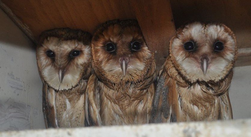 Wild bird rescue centers in Bosnia and Herzegovina