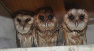Wild bird rescue centers in Bosnia and Herzegovina