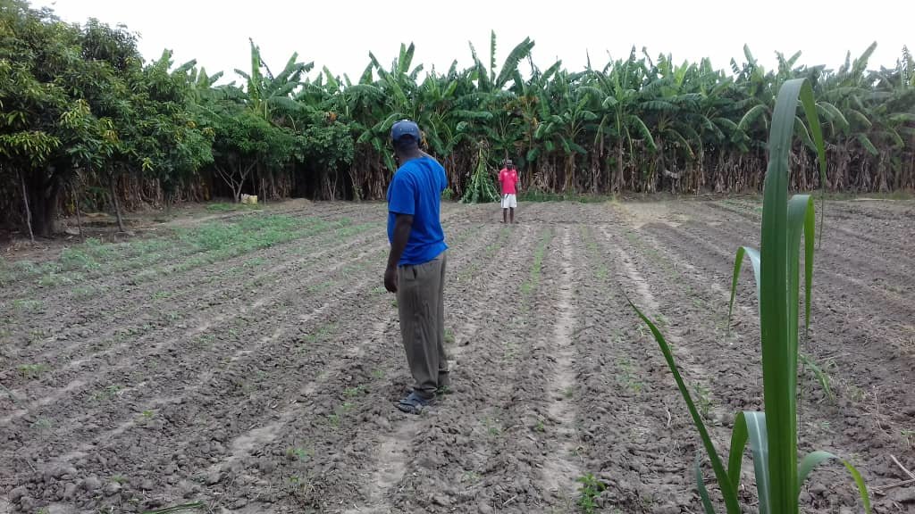 Market Gardens for 40 starving Families in Kabuba.