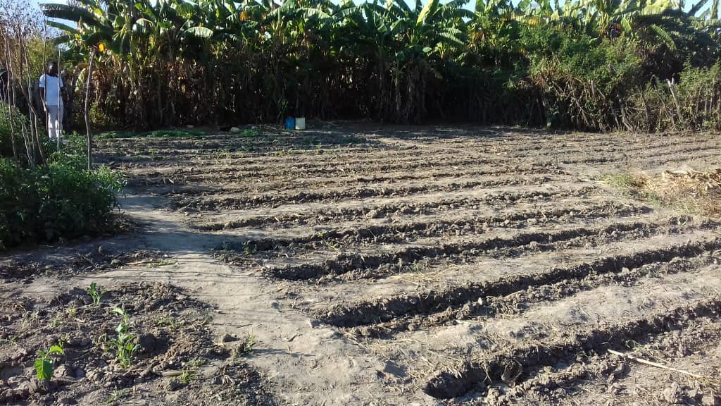Market Gardens for 40 starving Families in Kabuba.