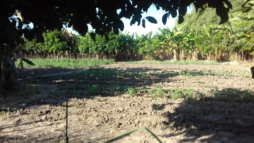 Market Gardens for 40 starving Families in Kabuba.