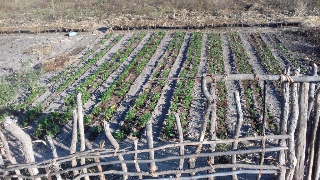 Market Gardens for 40 starving Families in Kabuba.
