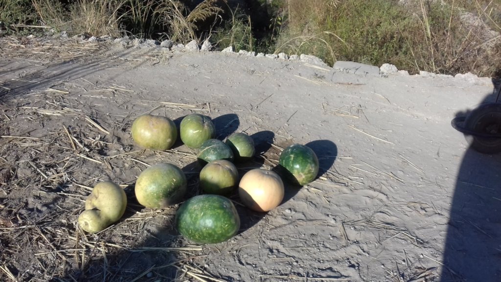 Market Gardens for 40 starving Families in Kabuba.