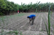Market Gardens for 40 starving Families in Kabuba.