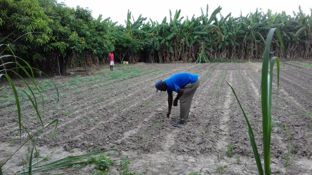 Market Gardens for 40 starving Families in Kabuba.