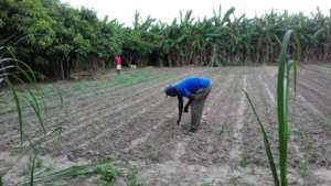 Market Gardens for 40 starving Families in Kabuba.