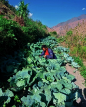Cultivating veggies:  his resilience inspires