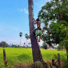Ven's father climbs climbs palm trees for work