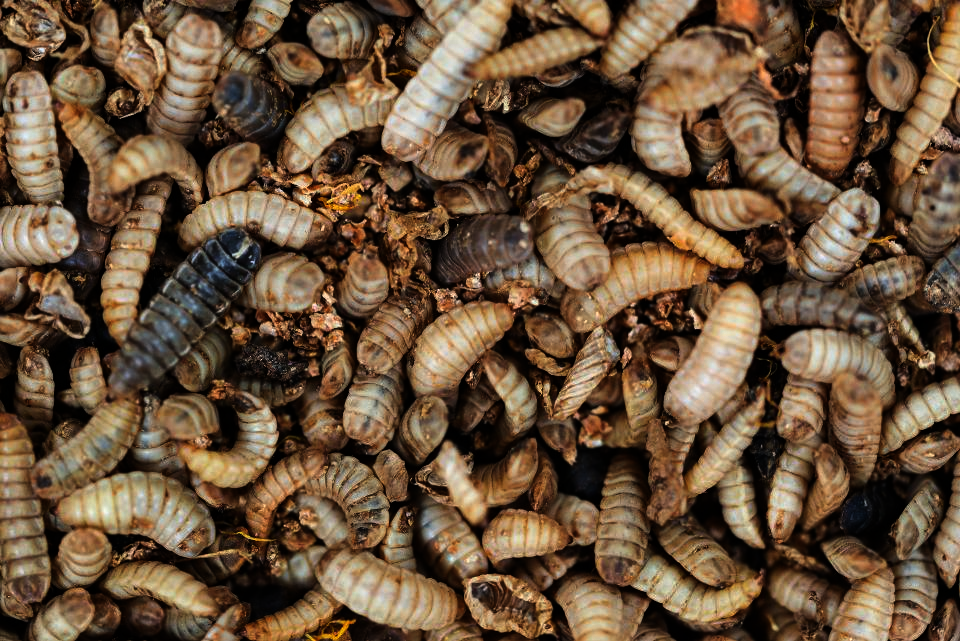 Black soldier fly larvae production
