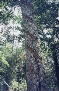Saving Mexico's Forests, People and Wildlife