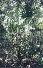 Palms