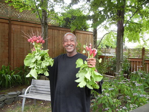First harvest of radishes