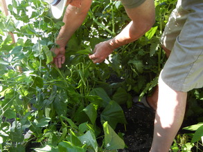 Fresh green beans