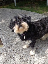 Henry - a Therapy Dog at Our House
