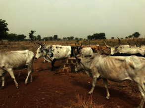 Many villages in South Sudan are pastoral