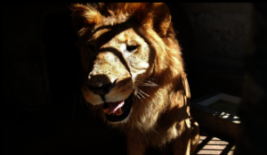 How happy can he be? Was it a roaring joke or food