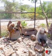 Conference time for the Hamadryas baboon