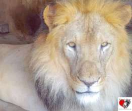 Our Lion "Ghazi" looking handsome and relaxed
