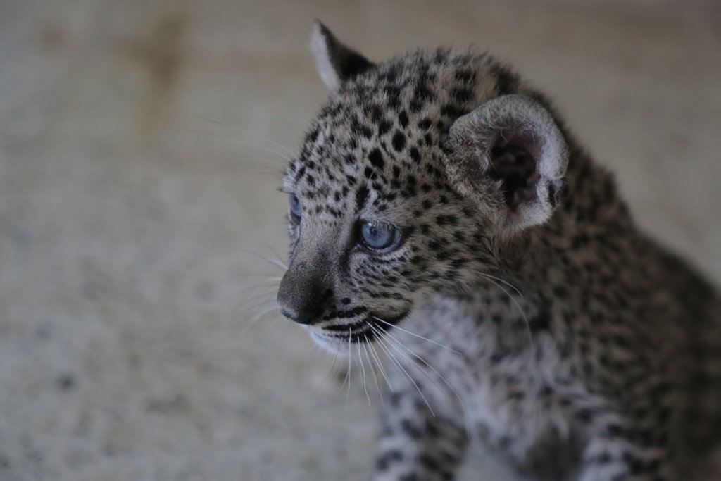 Taiz Zoo Rescue and Conserve Mission