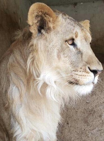 Taiz Zoo Rescue and Conserve Mission