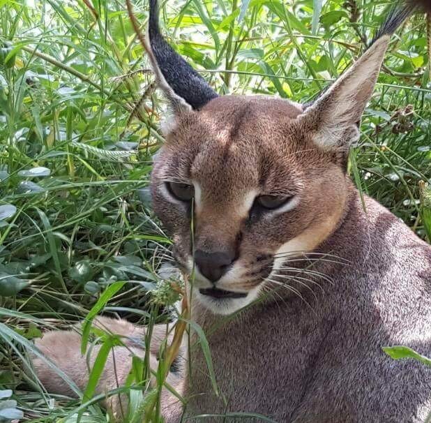 Taiz Zoo Rescue and Conserve Mission