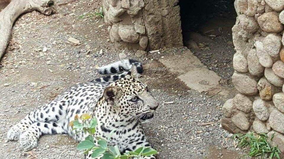 Taiz Zoo Rescue and Conserve Mission