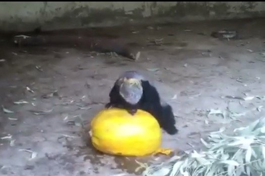 Taiz Zoo Rescue and Conserve Mission