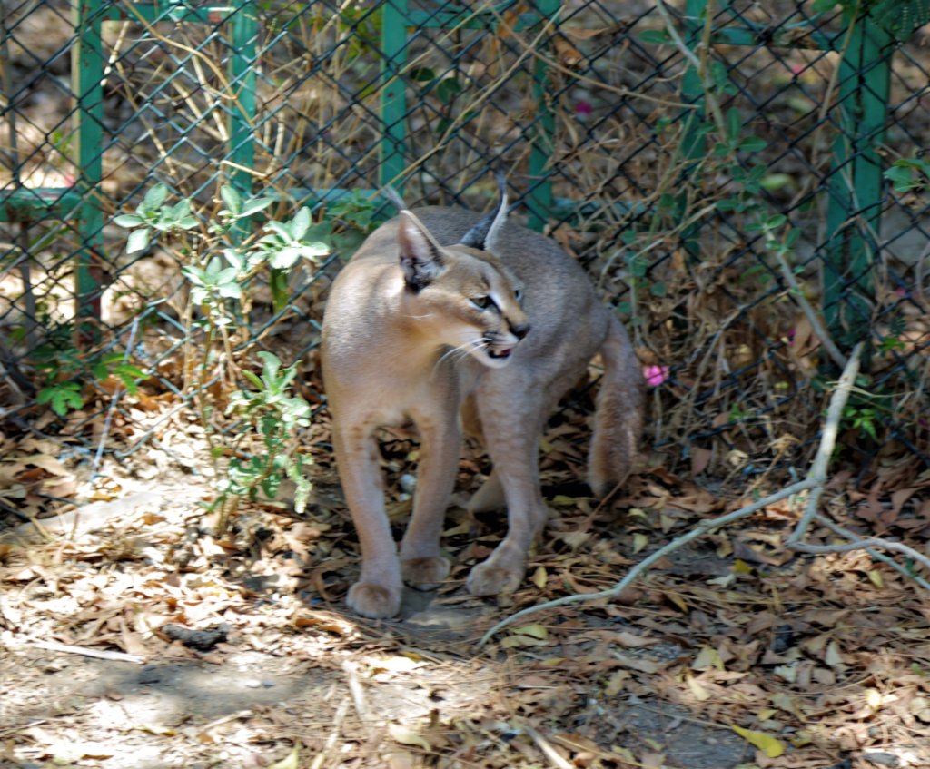 Taiz Zoo Rescue and Conserve Mission