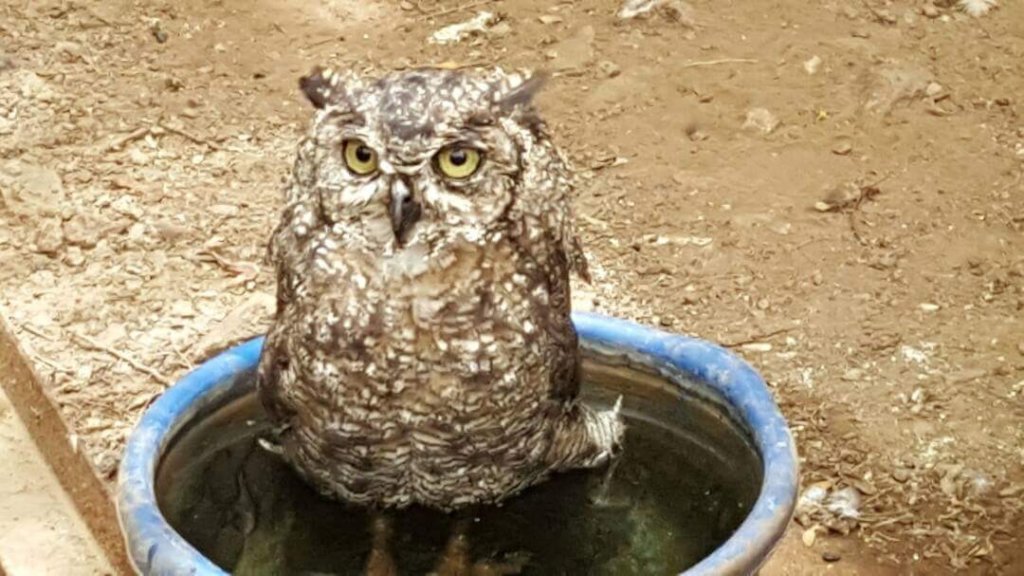 Taiz Zoo Rescue and Conserve Mission