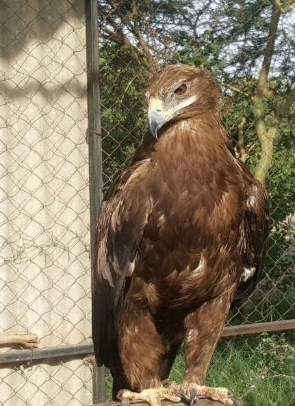 Taiz Zoo Rescue and Conserve Mission
