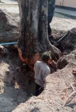 Removing one of the large trees