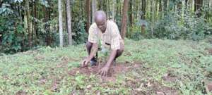 Ataneus, nursery owner, planting seedling