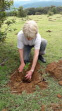 Constance planting Markhamia lutea