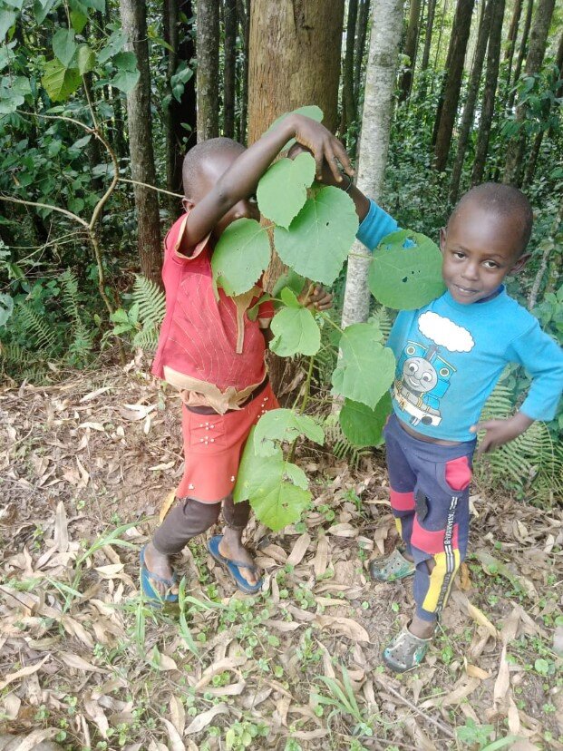 Sudan Teak at 6 Months