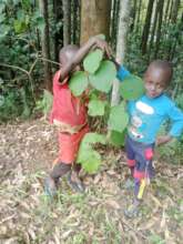 Sudan Teak at 6 Months