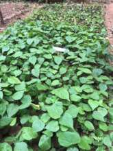 Croton Seedlings