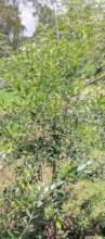 Ekbergia capensis (Cape Ash)