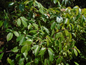 Bischofia javanica, East Asia native, Farm Nursery