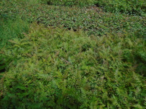 Grevillea robusta (Australia), Iloro Farm