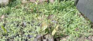 East African Mahogany Seedlings in the Nursery